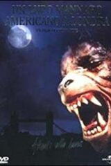 Lupo mannaro americano a Londra, Un